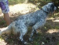 Setter Anglais EUBI DE LAPURDI Setter Anglais EUBI DE LAPURDI